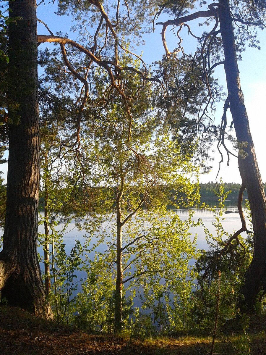 А впереди росло, ждало и манило первое клешемское лето, по-настоящему счастливое и радостное…