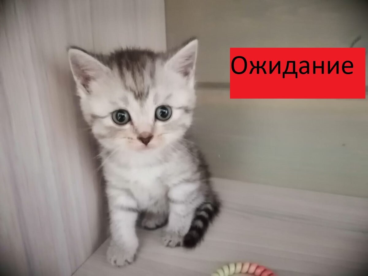 Личное фото. "Ожидание" . Сама потом перефотографировала котят