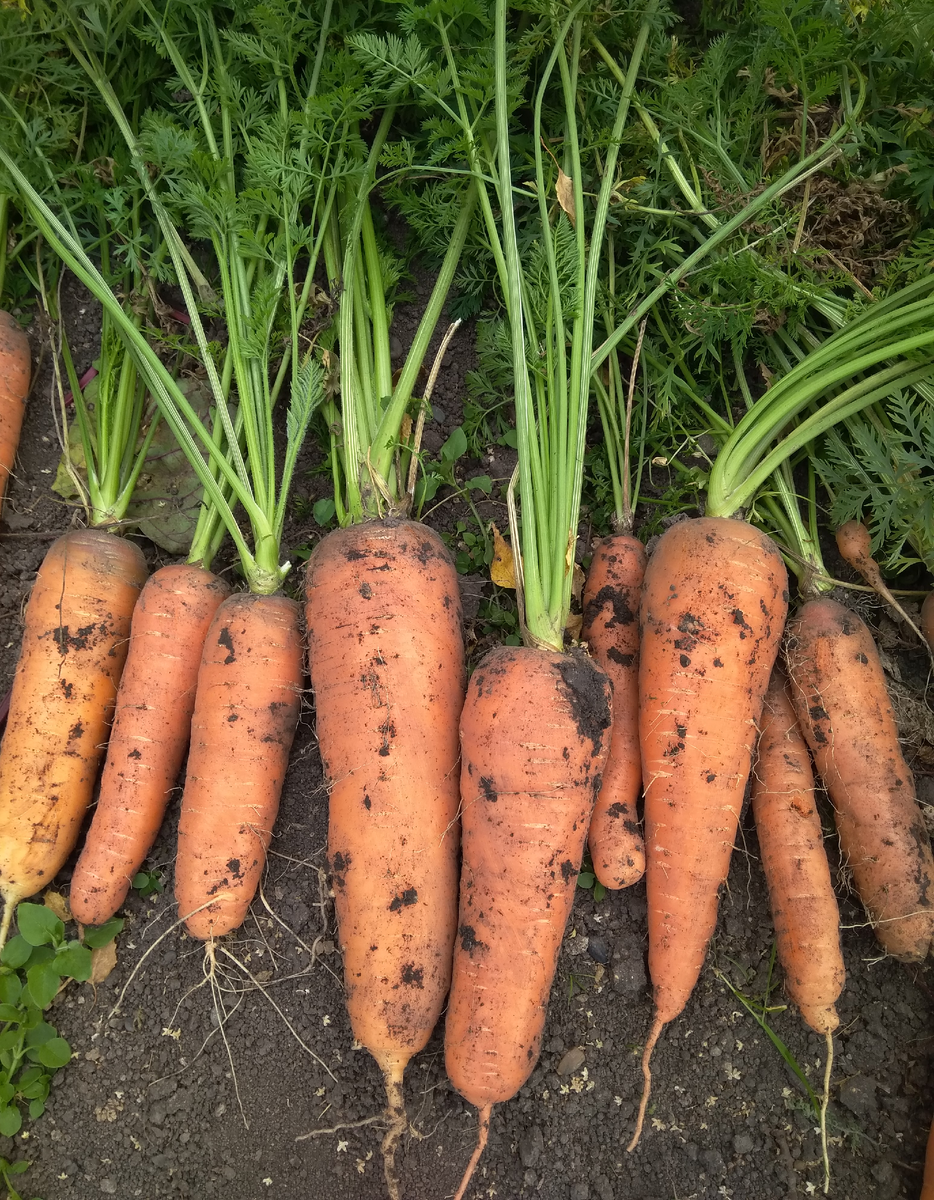 Вот такая морковочка у меня выросла в 2019 году