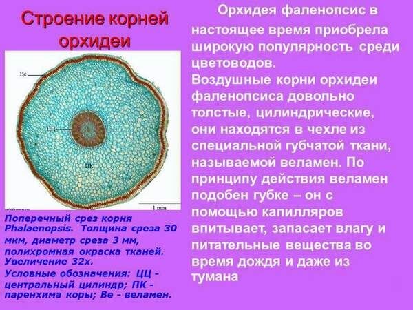 СТРОЕНИЕ КОРНЕЙ ОРХИДЕИ