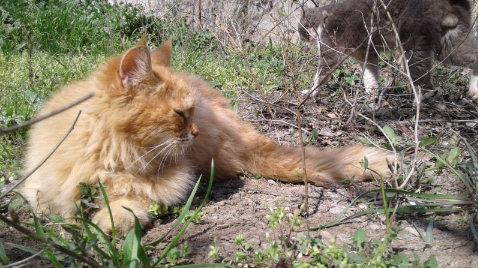 Заметили кота в верхнем правом углу? )) О нём тоже будет статья 😉