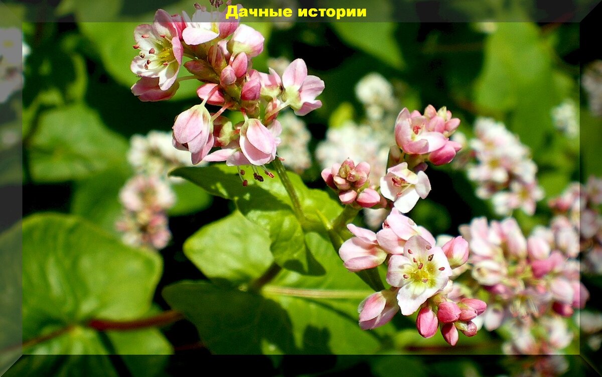 Гречиха медонос растение