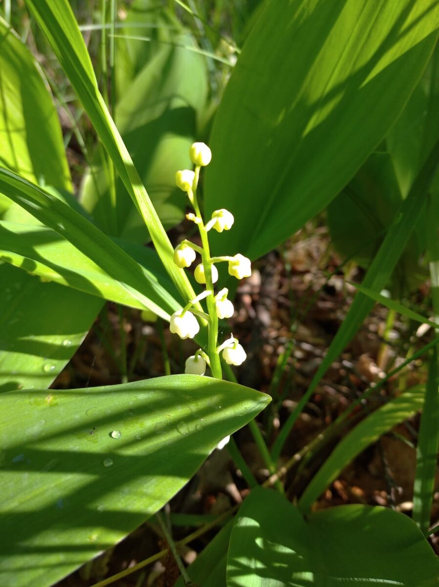 Если девушка приколет цветок, подаренный юношей, к прическе или платью, то это значит, что она согласна выйти замуж, если бросит на землю – значит, его предложение не принято.Слышали о такой легенде?! 