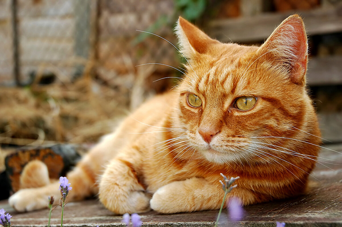 Породы кошек: Рыжая кошка | 1smerch1.ru | Дзен