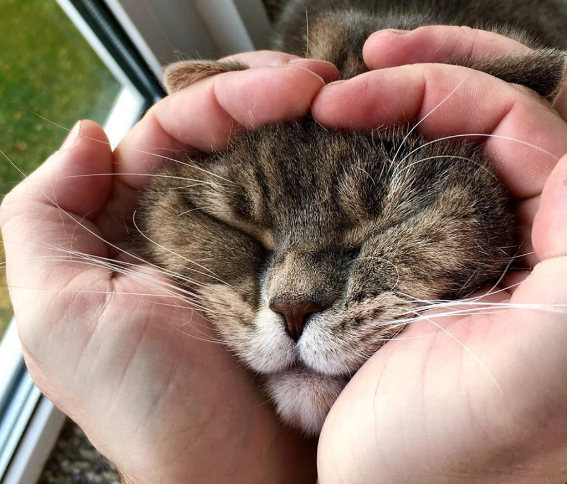 Кошки, такие изящные и грациозные