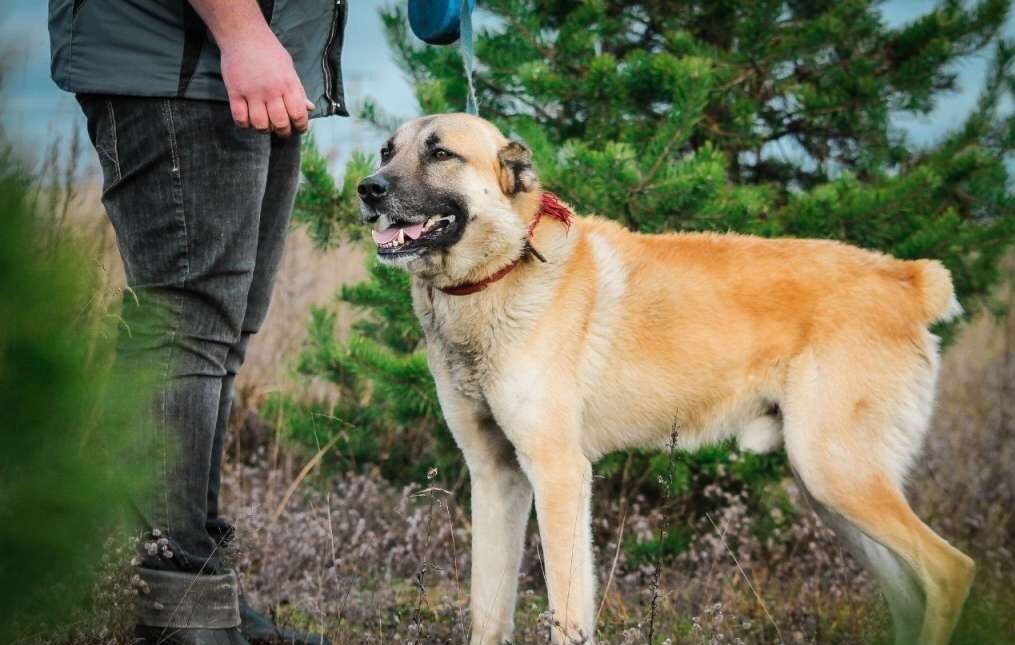 животные, альтернативная медицина, медицина, здоровье 