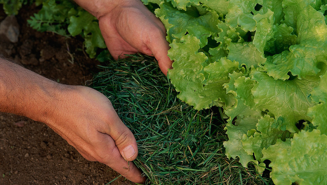 Мульчирование