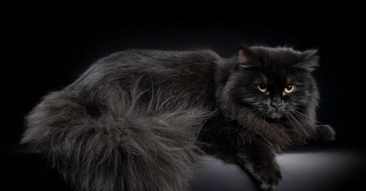 от туда же.Этот больше похож.