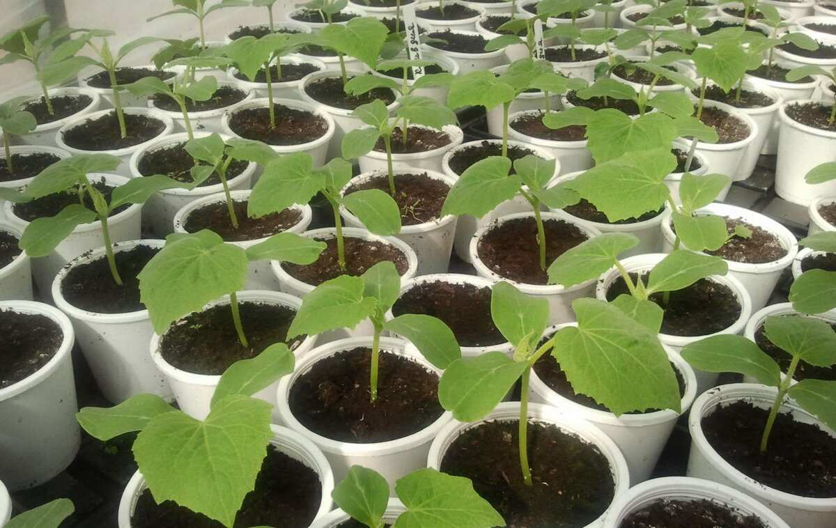 Посев огурцов на рассаду в 2024. Посев огурцов на рассаду в 2024. Рассада огурцов огурцов. Посадка огурцов в теплице семенами. Огурцы на подоконнике рассада.