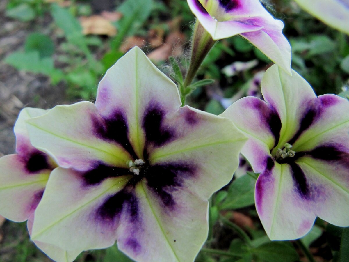 уникальная расцветка