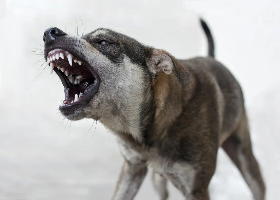 Агрессия у собак: коррекция поведения