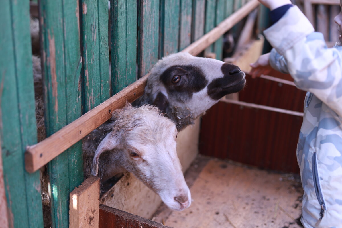 Охотно берут вкусняшки у детей