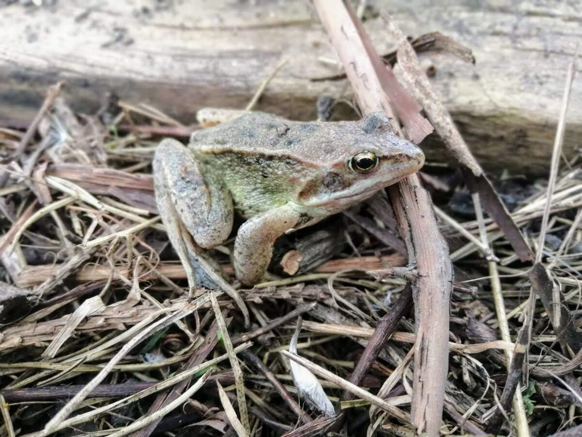 Остромордая лягушка