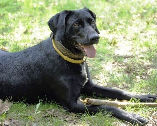Собака в противопаразитарном ошейнике. На фото надет НЕПРАВИЛЬНО, видно, что между ошейником и шеей есть свободное расстояние.
