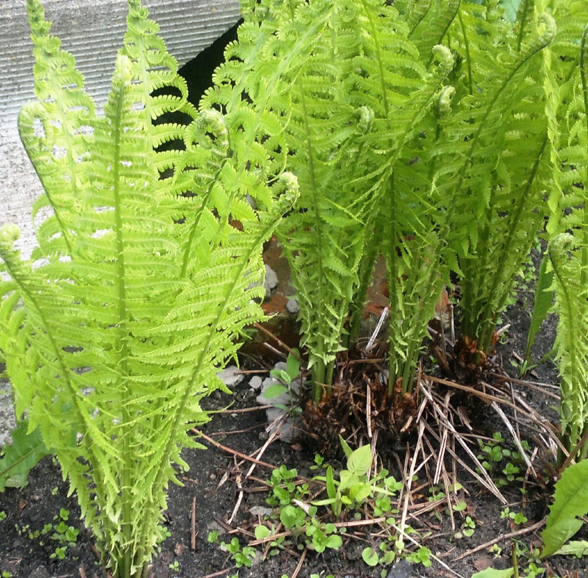 Папоротник Страусник обыкновенный (Matteuccia struthiopteris) - Папоротники