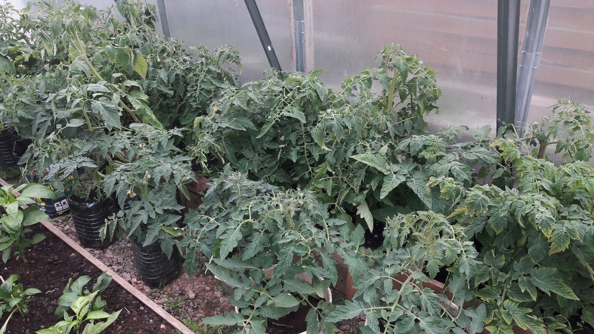 Помидоры подрастают в теплице