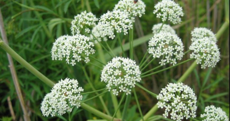 Цикута вироза (Cicuta viroza)