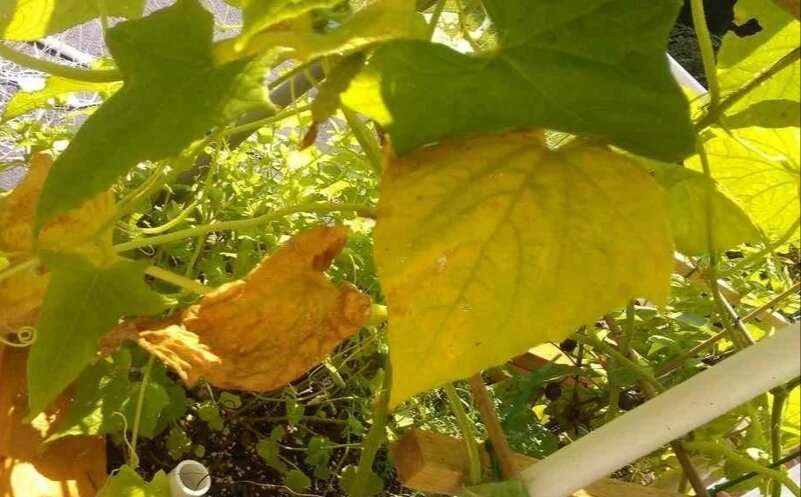 Причины желтухи, сухости и скручивания листьев огурцов: основные факторы