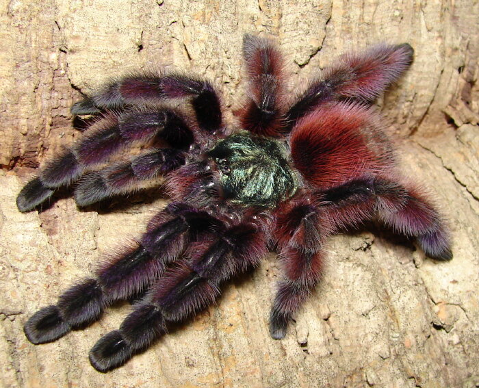 Avicularia versicolor.