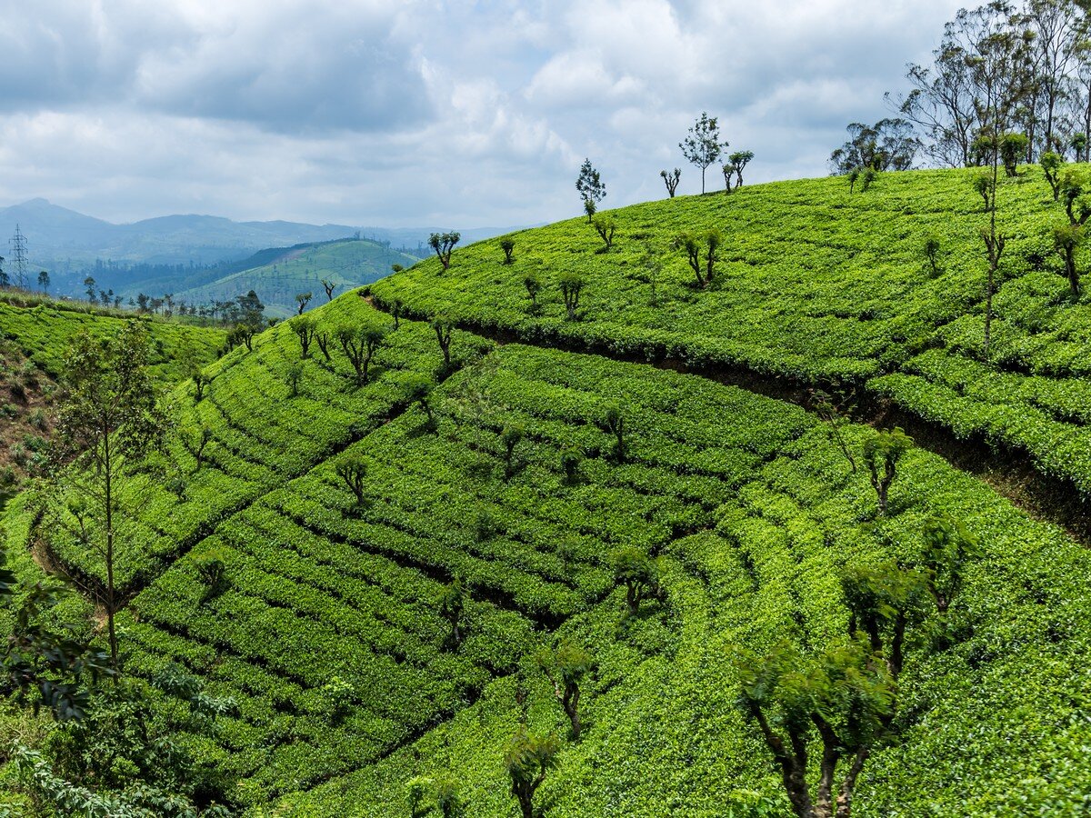 Республика шри. Остров Цейлон чайная плантация.. Шри Ланка Цейлон. Плантация Цейлон в Шри Ланка. Шри Ланка чайные плантации.