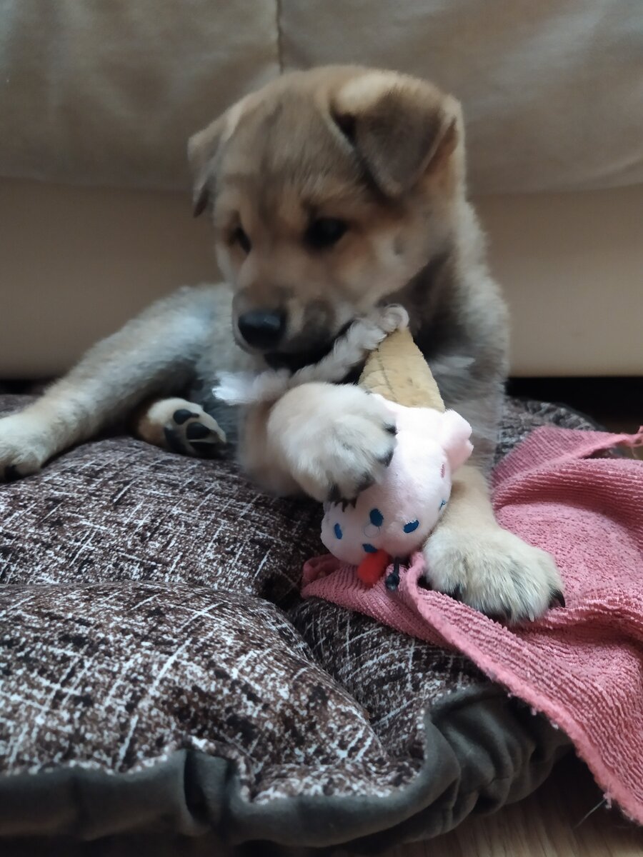 Юки грызëт игрушку