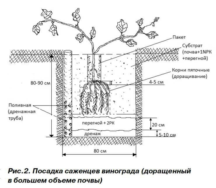  Для поливов и подкормок винограда я устанавливаю между саженцами пластиковые бутыли с отрезанным дном.