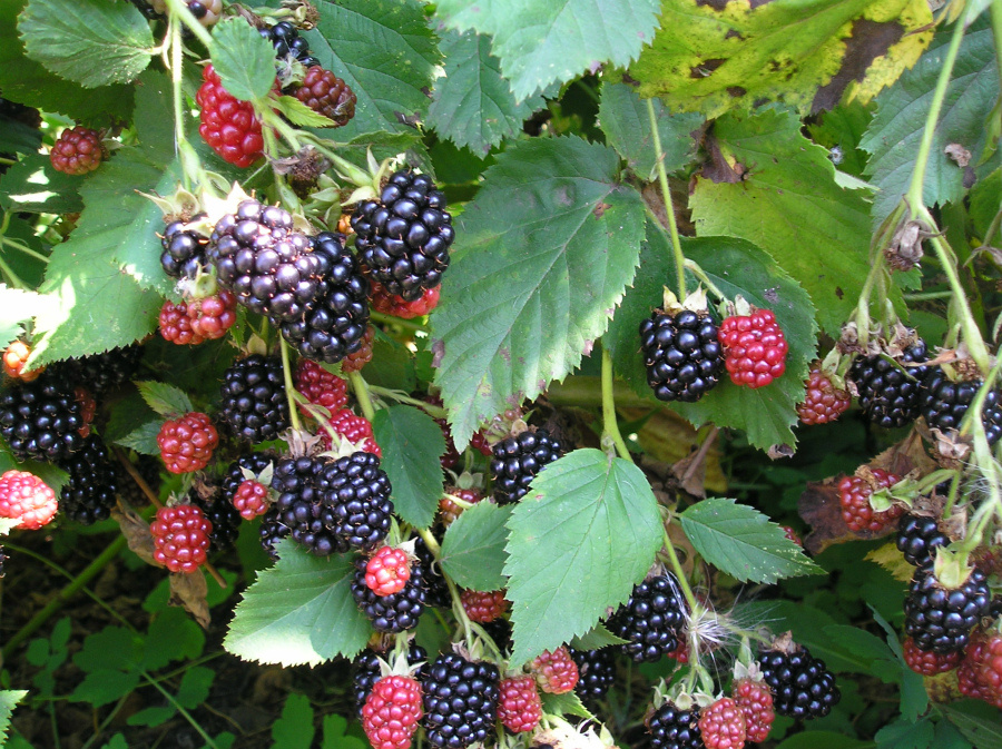 Ежевика