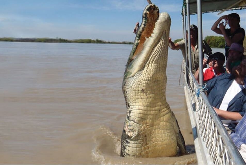 Классическое австралийское развлечение - кормить гигантских гребнистых крокодилов.