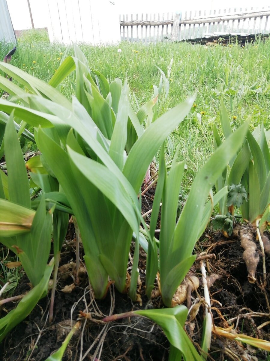 Лето, лук анзур. 