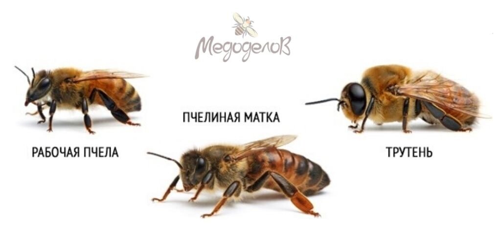 Изображение частично взято с сервиса "Яндекс.Картинки"