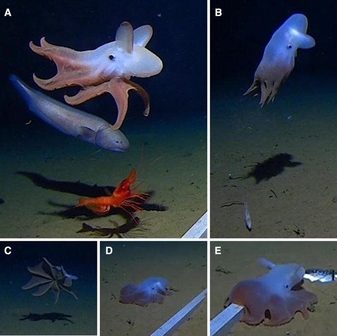 Кадр из HD видео Grimpoteuthis sp. на глубинах: а 5760 м, b 6957 м. https://link.springer.com