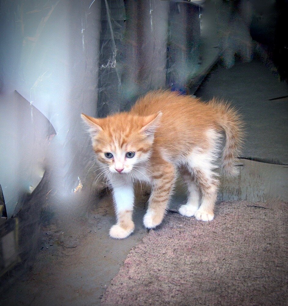 Похожие рыжики были. Этот с базара подкидыш.