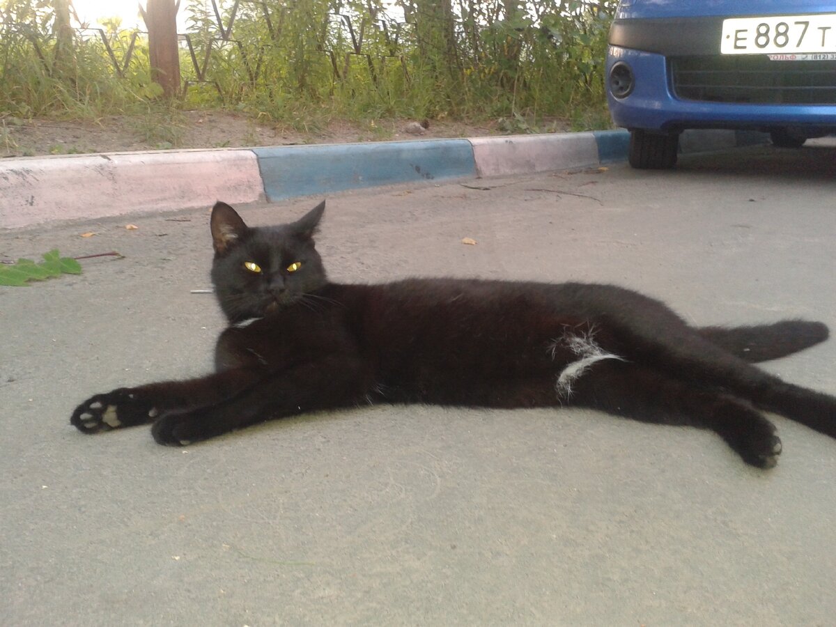Просто соседский кот