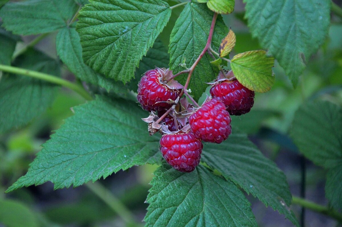 Малина малини. Малина Rubus idaeus. Малина обыкновенная (Rubus idaeus). Малина Rubus spectabilis. Малина Лесная кустарник.