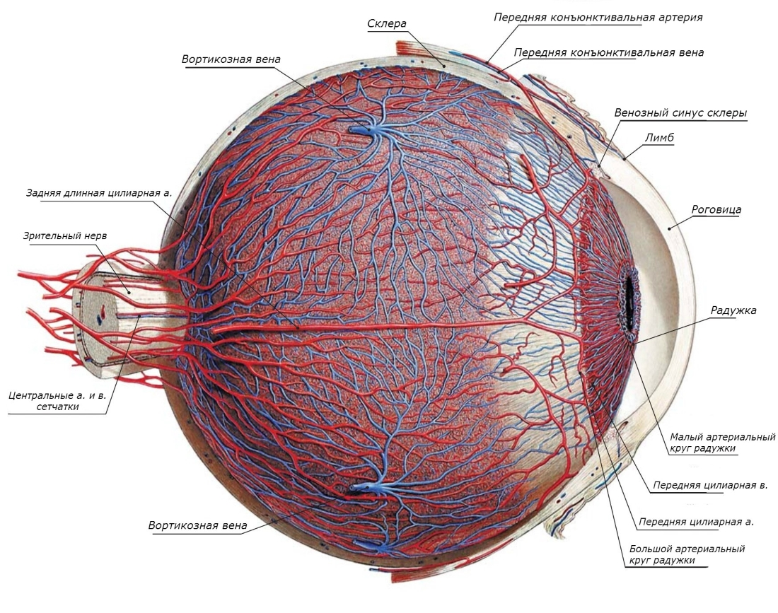 Строение сосудистой глаза. Собственно сосудистая оболочка глаза строение. Сосудистая оболочка глаза строение анатомия. Кровоснабжение глазного яблока анатомия. Собственно сосудистая оболочка глаза анатомия.