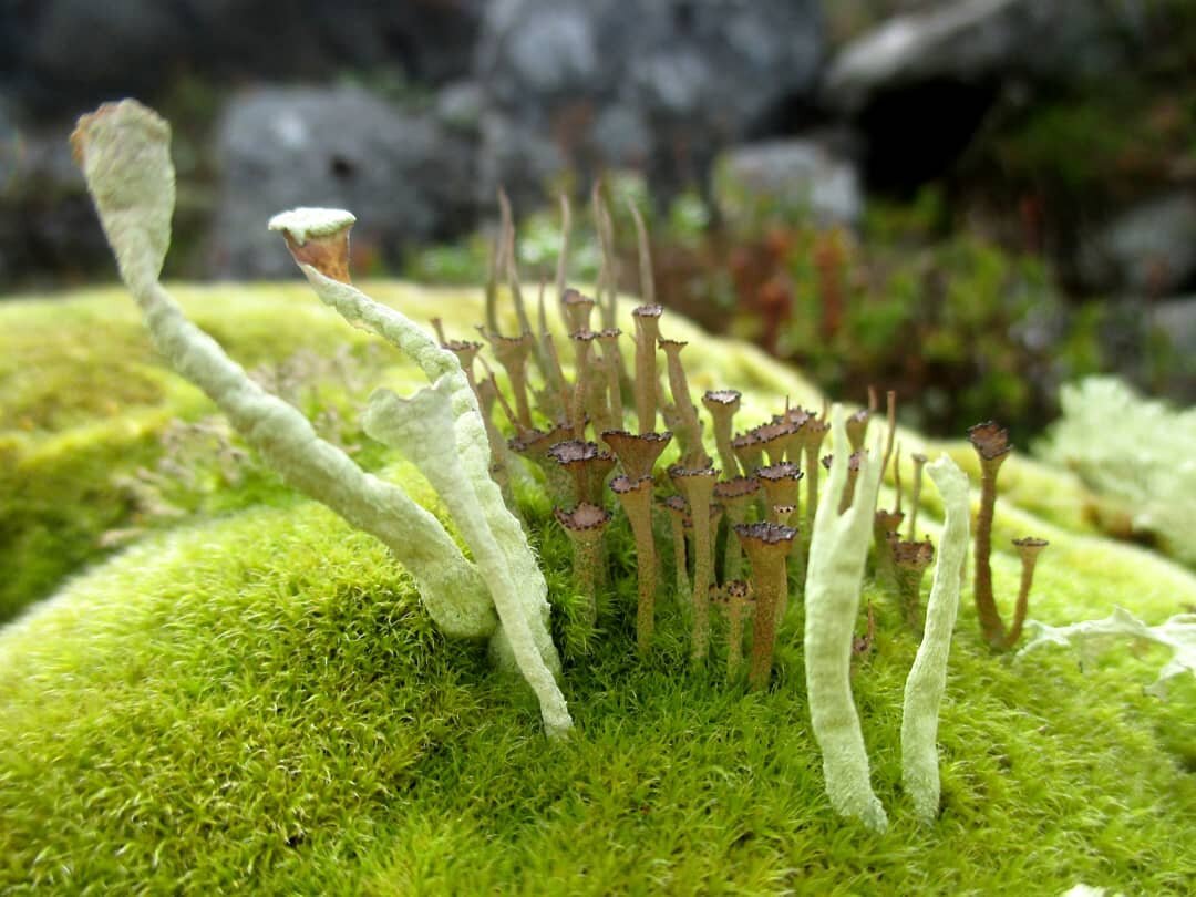 Кладония в Национальном парке Хибины