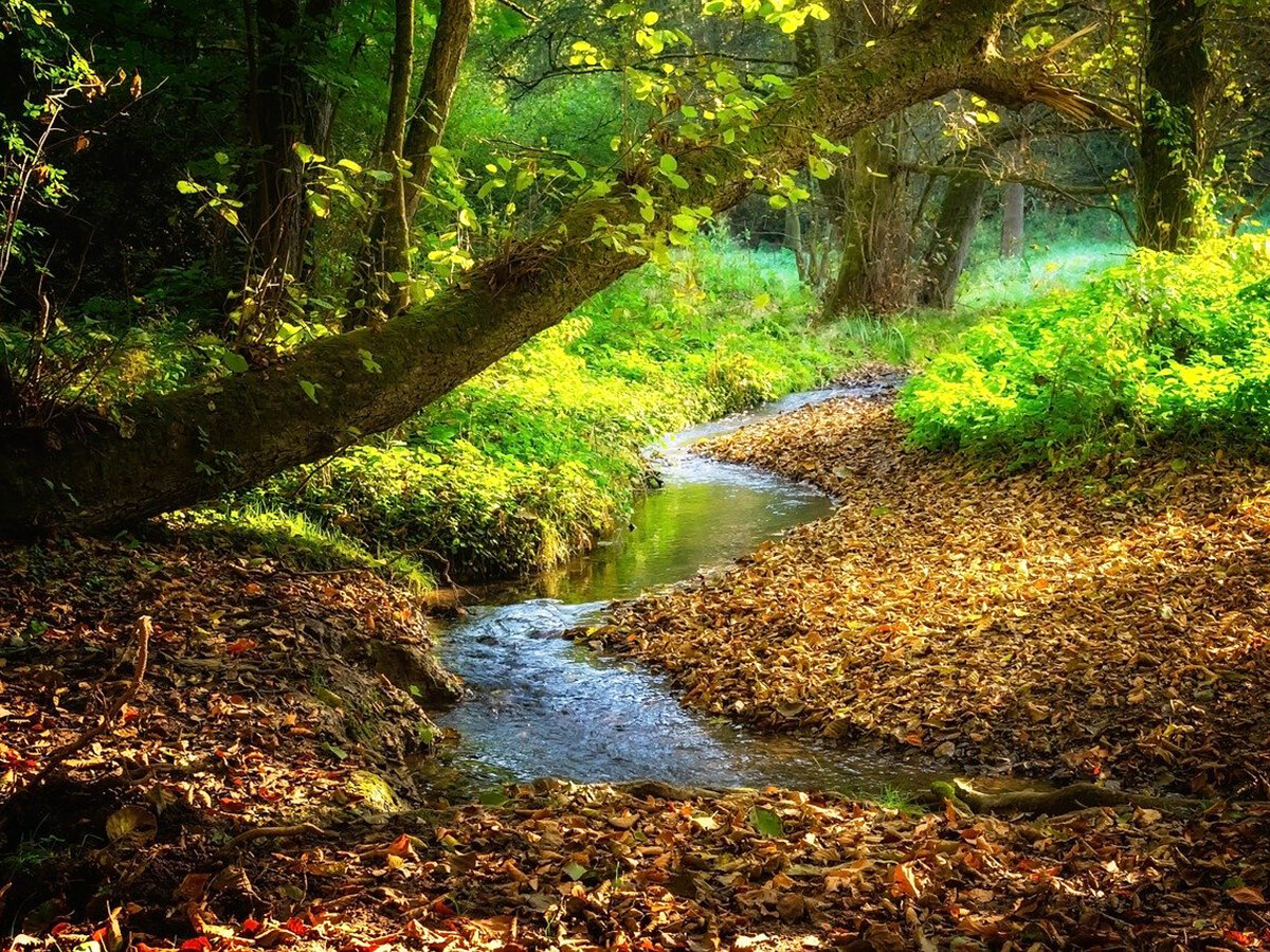 Золотое дерево, с ручейком. Природа Индокитая ручьи. Ручей картинка. Water Stream in the Forest.