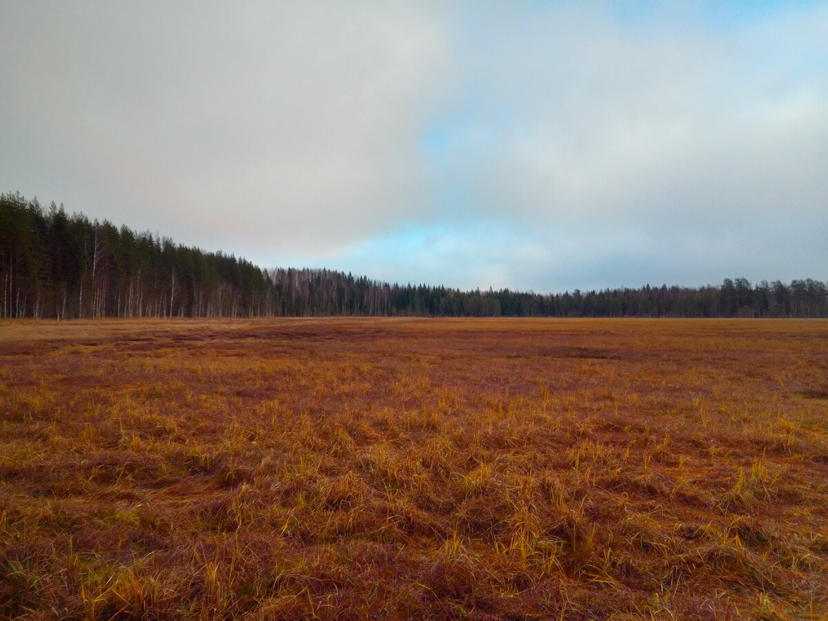 Наше болото на этот день.