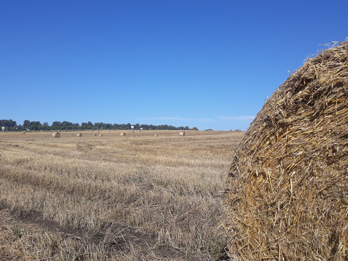 Сейчас множество курсов. Как стогов сена в августе. Но надо найти самое вкусное!