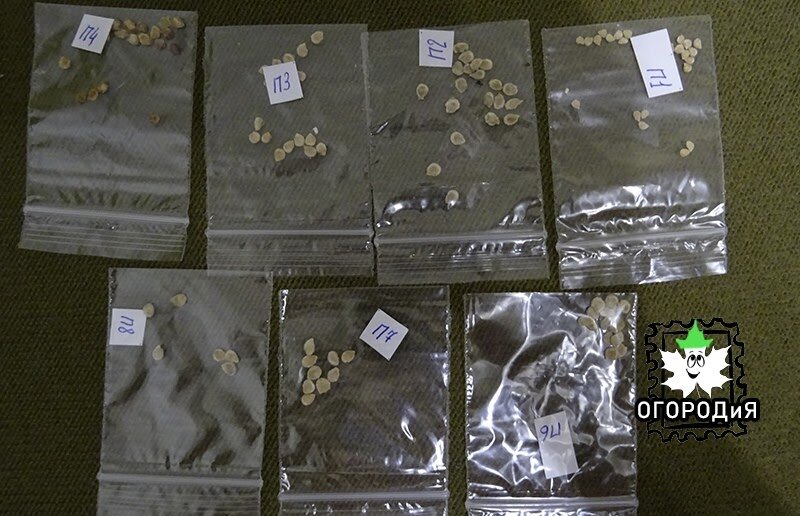 Семена томатов:  Сумасшедшие черри Барри; Атомный виноград Брэда; Русская королева; Томат Цзы-Ю-Дзы-Би-Ю; Яблоко Эмеральда; Сибирский Малахит; Тигрелла