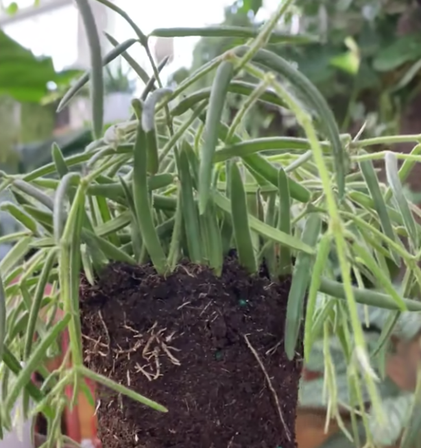 Неокрепшая корневая система