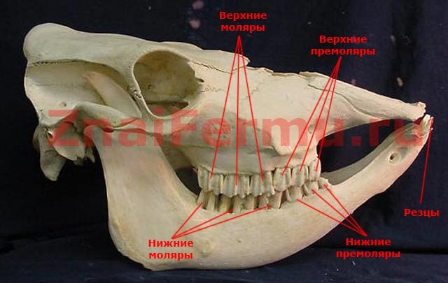 Зубы у коровы: как расположены, есть ли верхние, почему выпадают