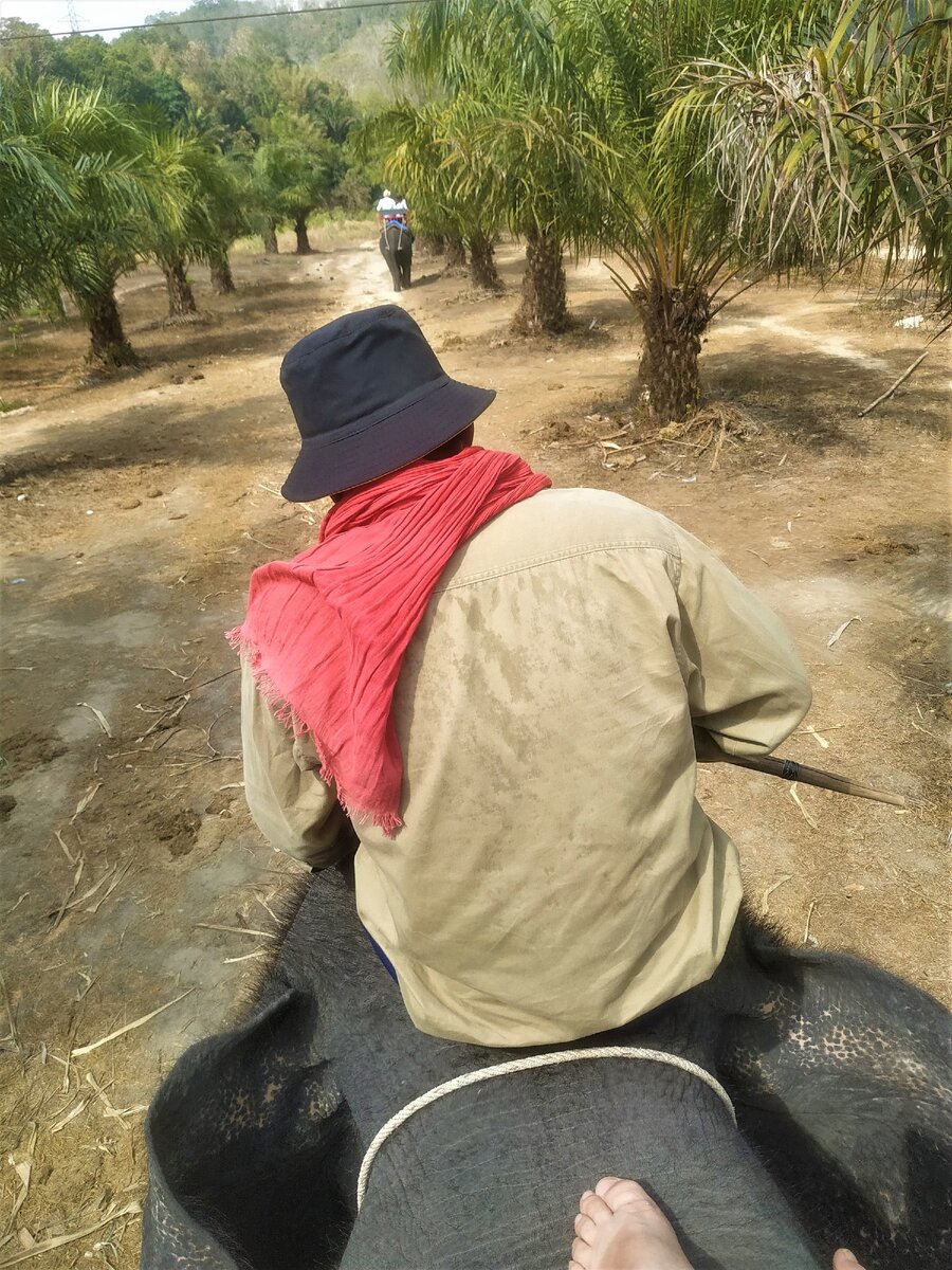 10 минут на слоне были очень долгими. Фото автора статьи.