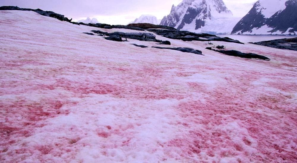 Похоже на фотошоп, но такое встречается в природе
