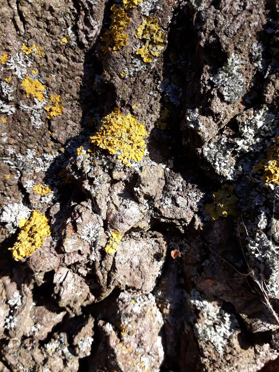 "Кожа"Нарцисса😁