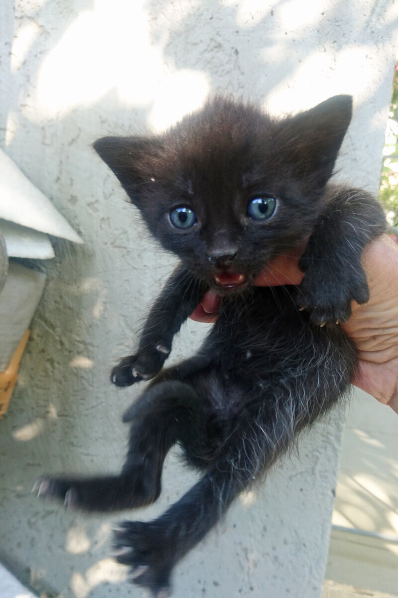 Как можно не любить кошек?