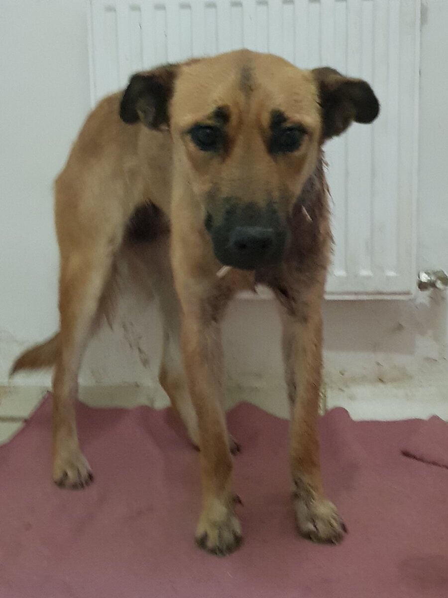 Вот она в клинике после операции. Уже встала на лапы