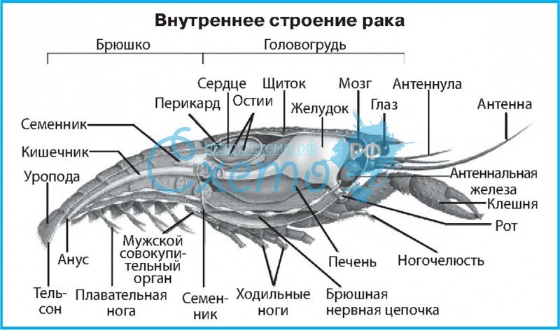 Рак внутреннее. Строение креветки внутри. Внутреннее строение креветки. Строение Речной креветки. Строение креветки биология 7 класс.