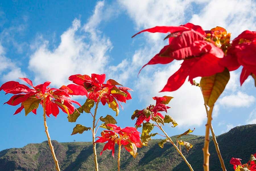 Пуансеттия в виде высокого кустарника