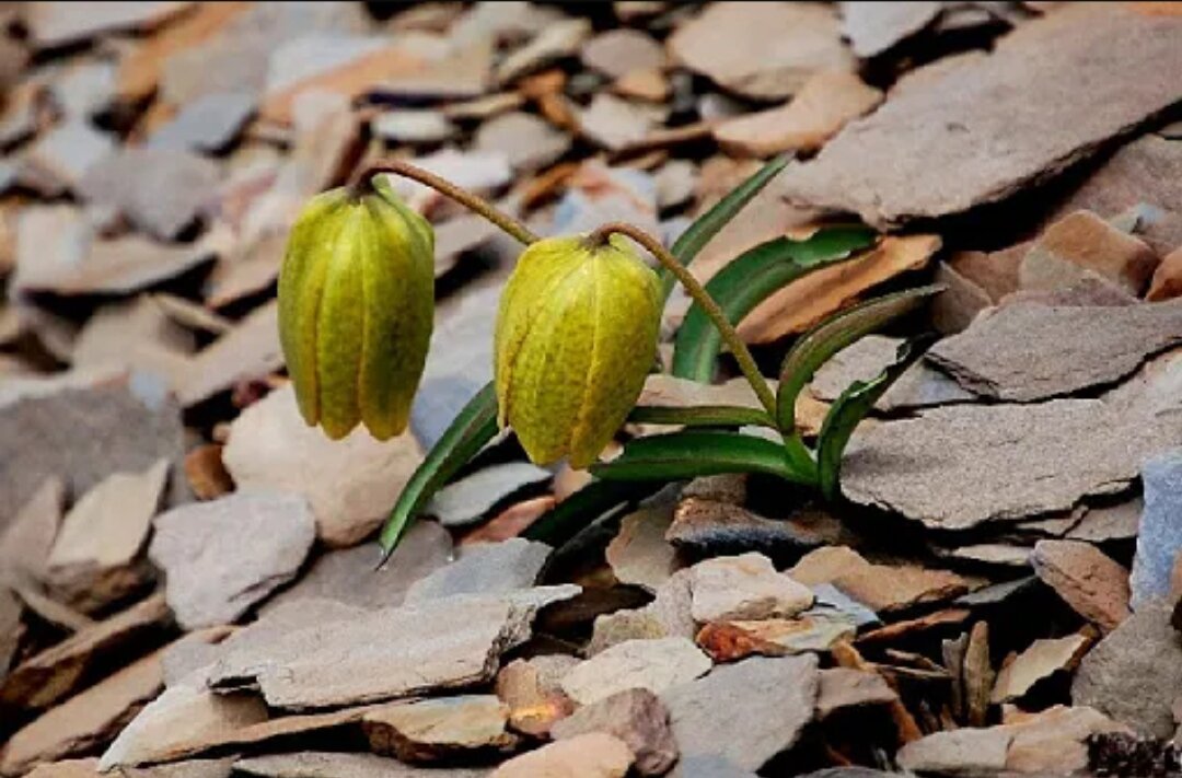 Фото: archive.alpinegardensociety.net